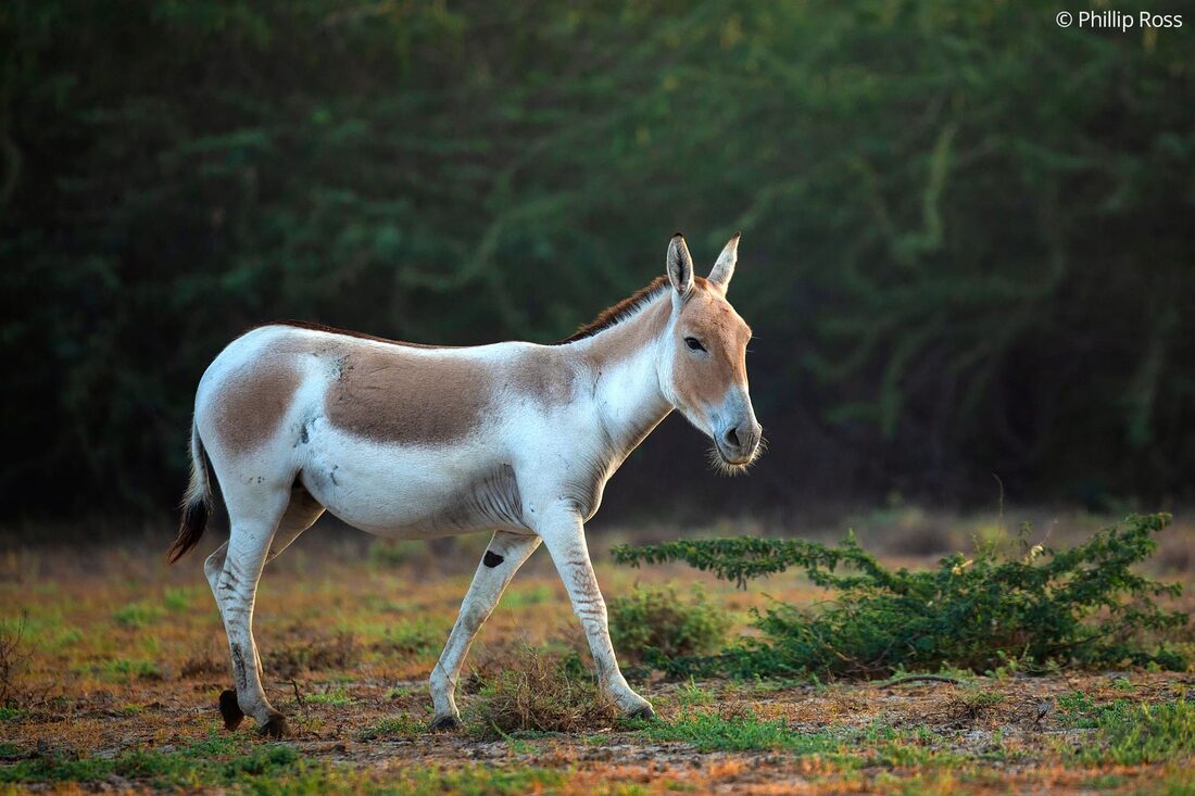 An Indian wild ass (Equus hemionus khur), one of the highlights of this tour
