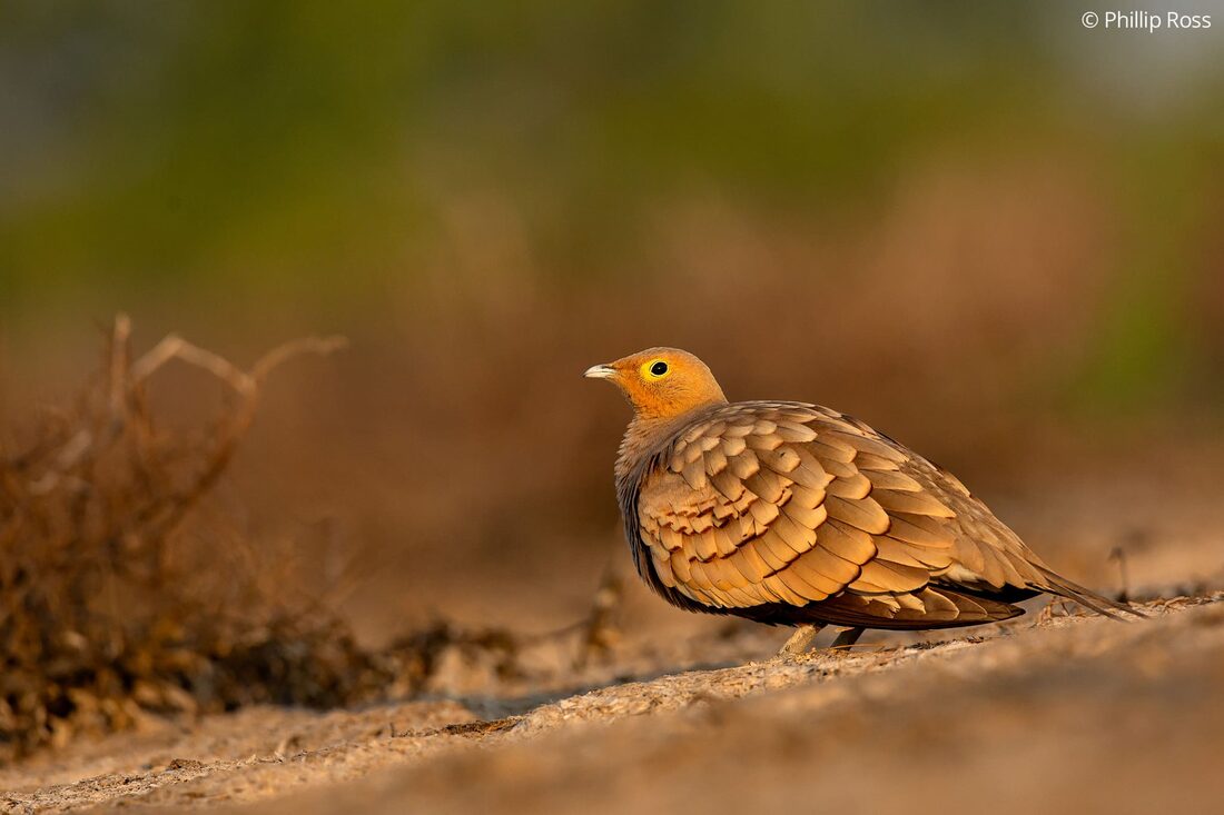 A chestnut-bellied sandgrouse (Pterocles exustus) in the golden winter light