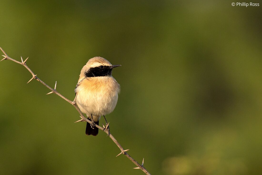 A desert wheatear (Oenanthe deserti) perched beautifully on the edge of the Rann