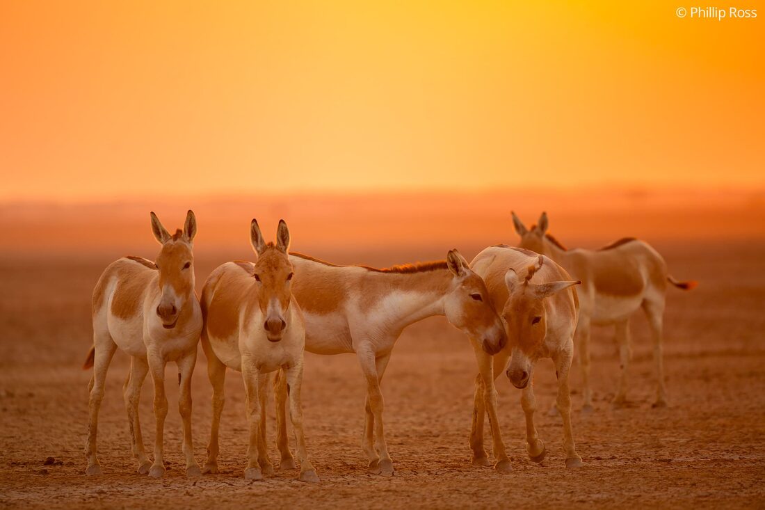 A herd of Indian wild asses (Equus hemionus khur) in beautiful backlight