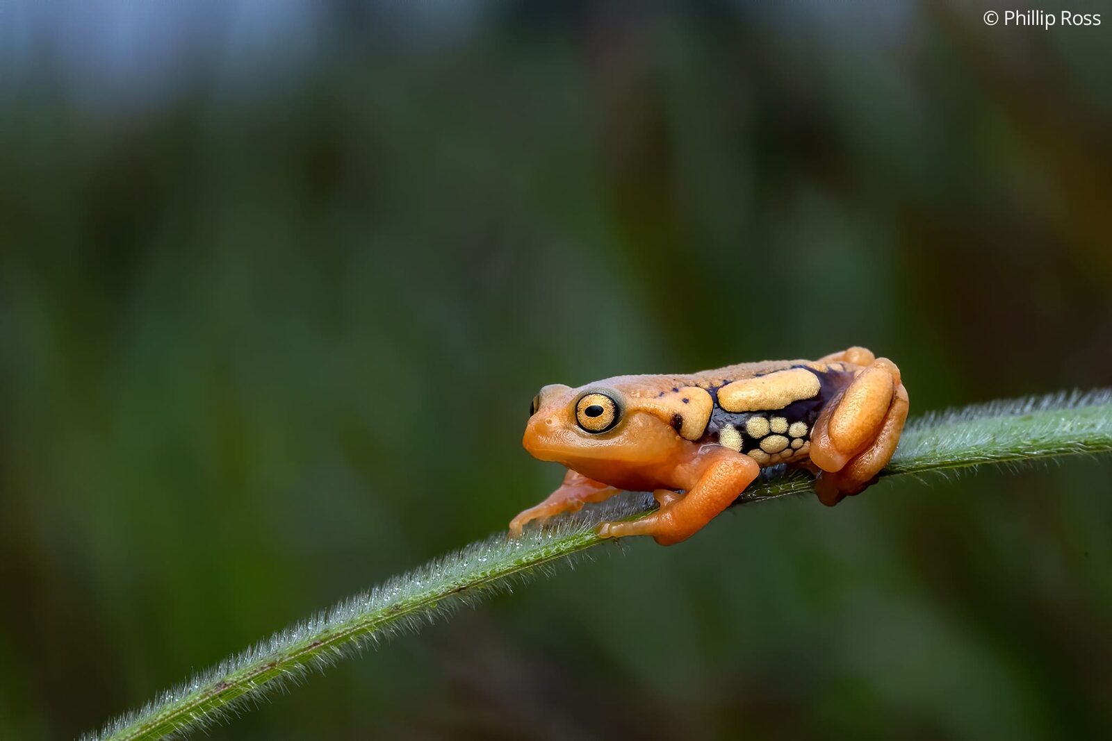 A resplendent shrub frog (Raorchestes resplendens)