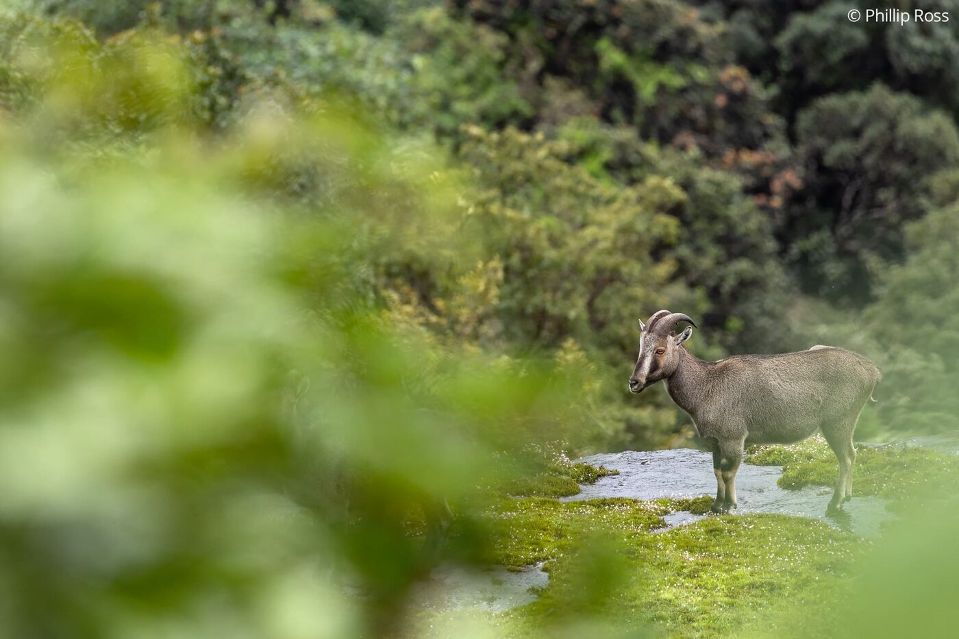 A Nilgiri tahr (Nilgiritragus hylocrius) near Munnar