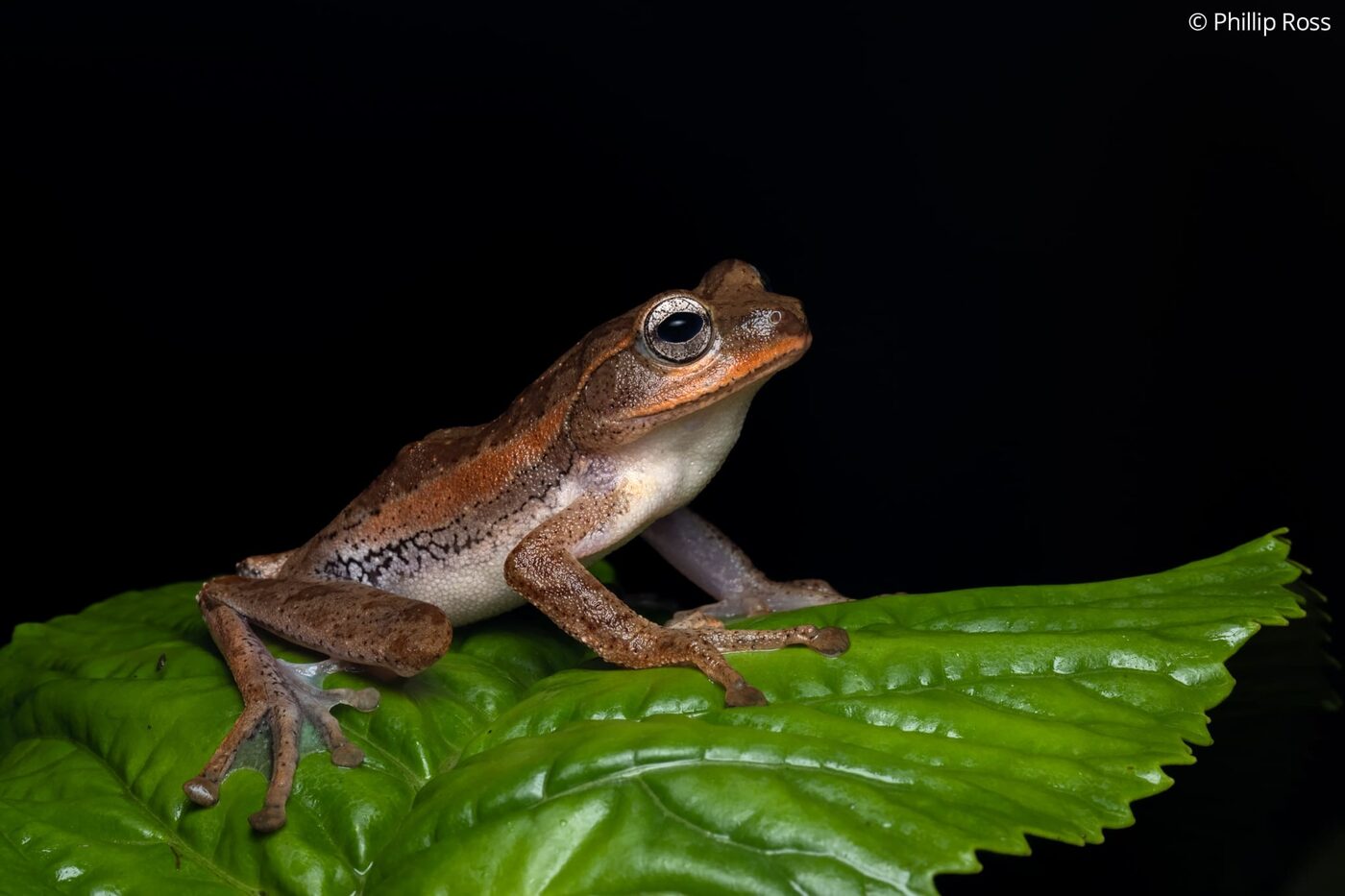 A rare Kadalar swamp tree frog (Beddomixalus bijui)