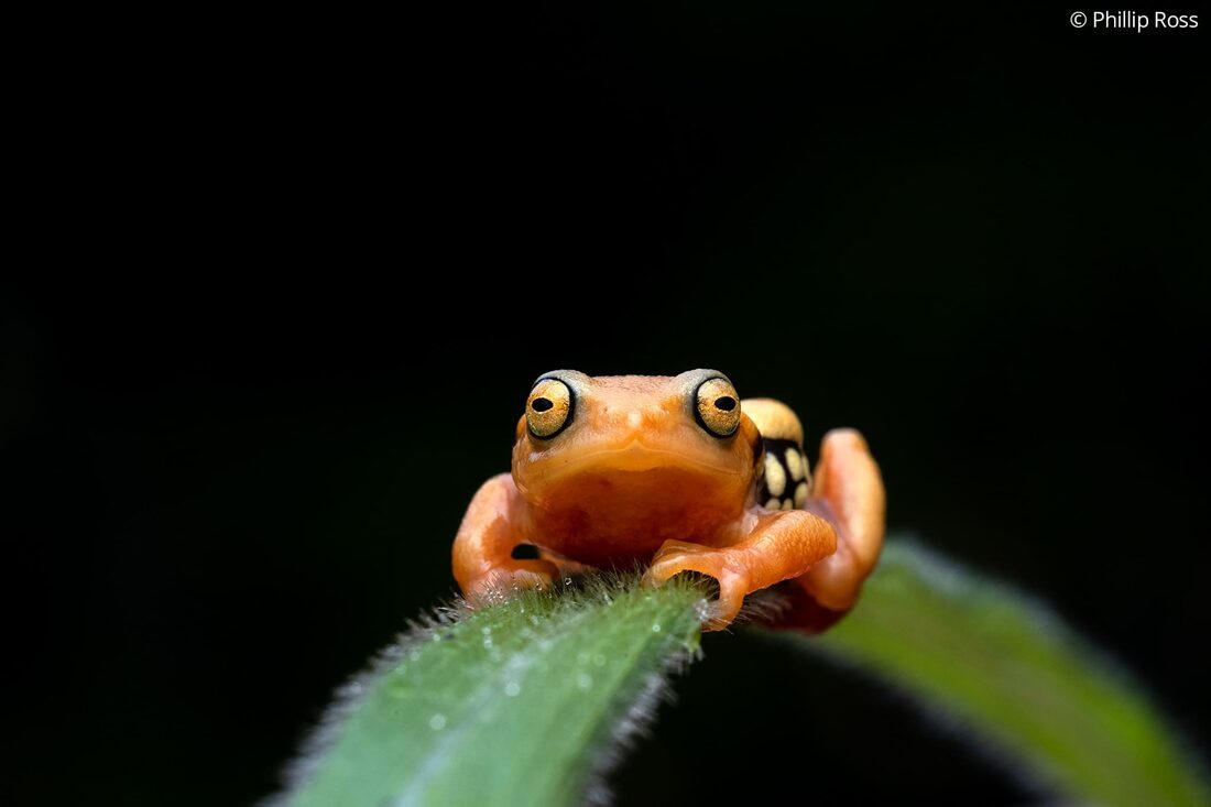 A Resplendent shrub frog in Munnar