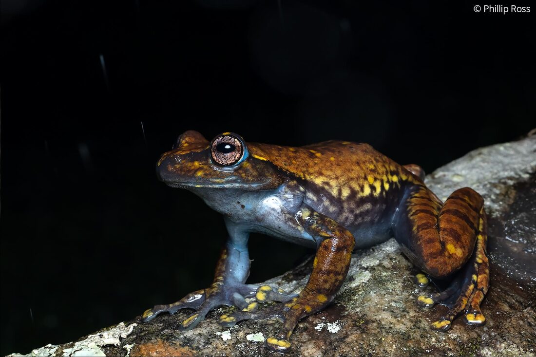 A very rare large Ghats tree frog (Ghatixalus magnus)