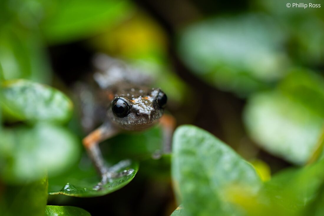 Griet’s bush frog (Raorchestes griet), a common sighting at Windermere Estate