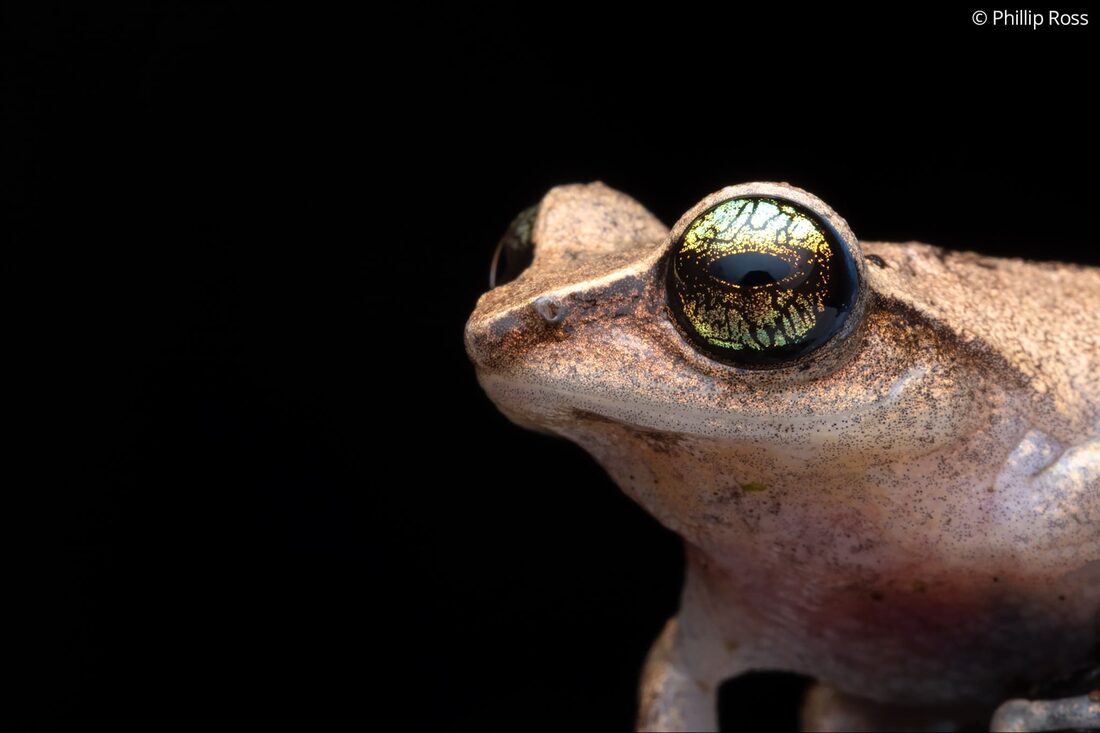 A beautiful green-eyed bush frog (Raorchestes chlorosomma)