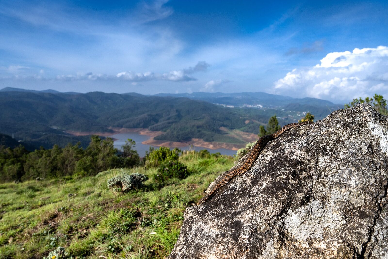 A horseshoe pit viper on a rock above a valley and reservoir in the Nilgiris