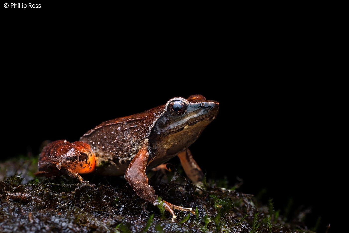 A pink-thighed dancing frog in the Nilgiris