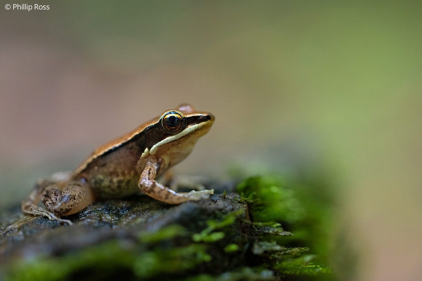 A golden frog found in the Nilgiris