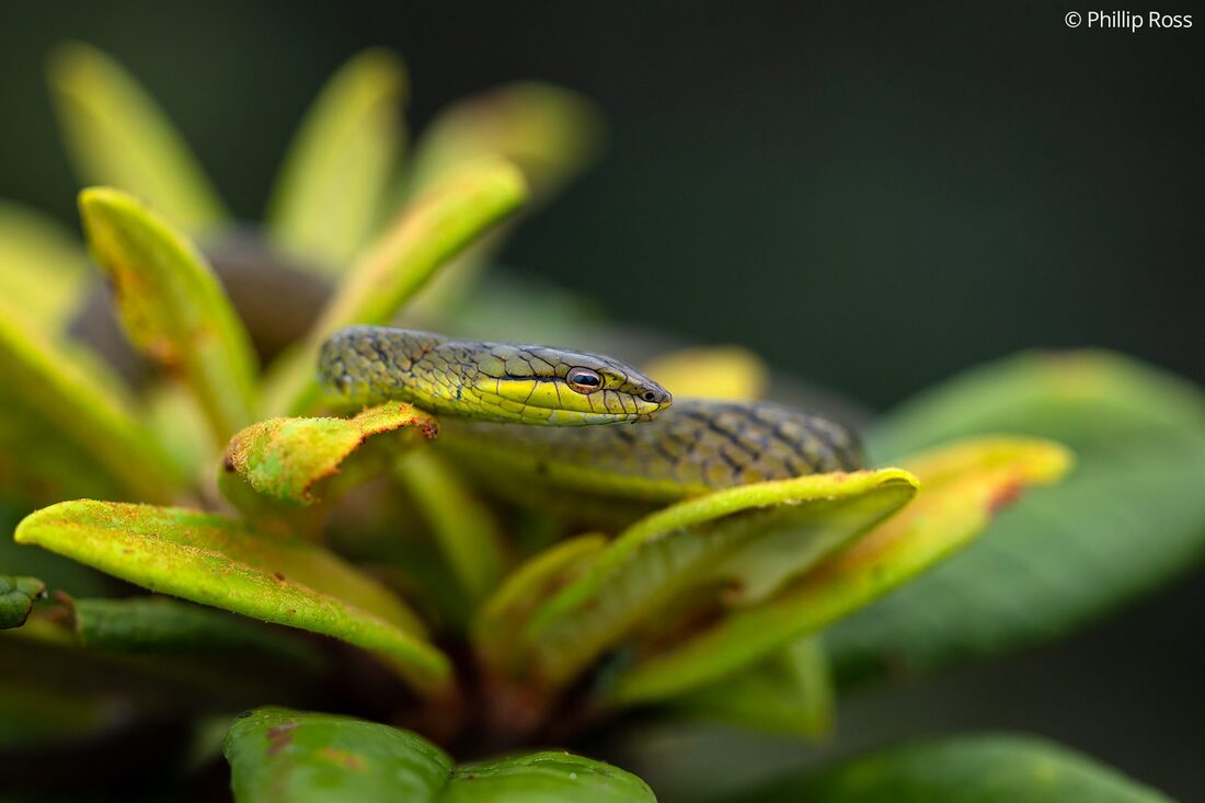 A vine snake found in the Nilgiris