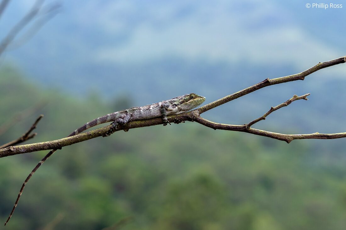 A Nilgiri Salea lizard (Salea horsfieldii)