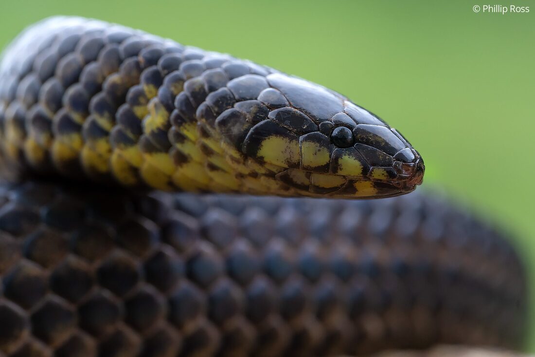 A shieldtail snake found in the Nilgiris