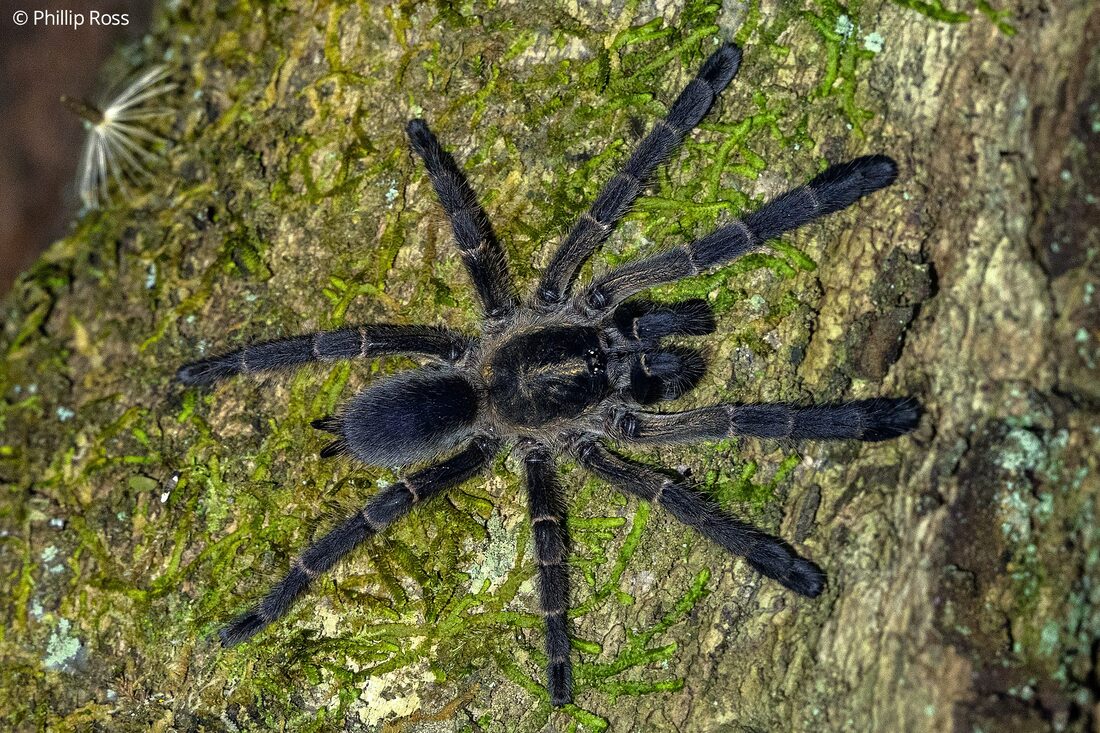 A tarantula found in the Nilgiris