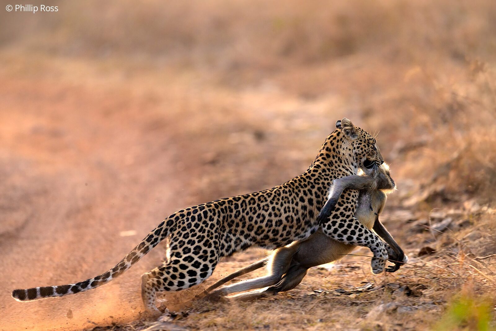 A leopard (Panthera pardus) running across a dirt road with a langur (Semnopithecus entellus) in its jaws, in Panna Tiger Reserve