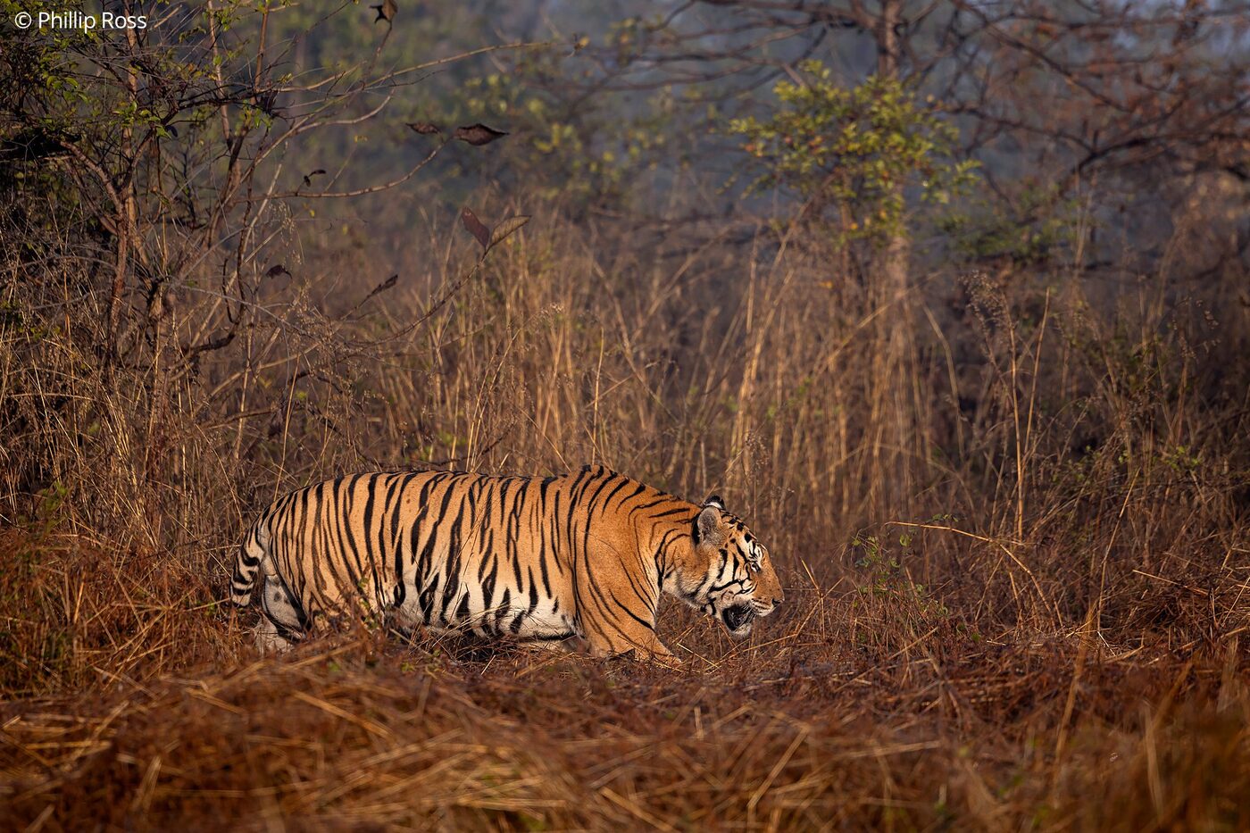 A tiger (Panthera tigris) in Panna Tiger Reserve