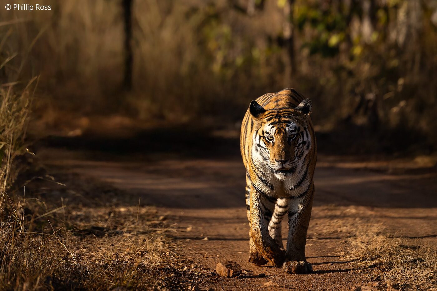 A tiger (Panthera tigris) in Panna Tiger Reserve