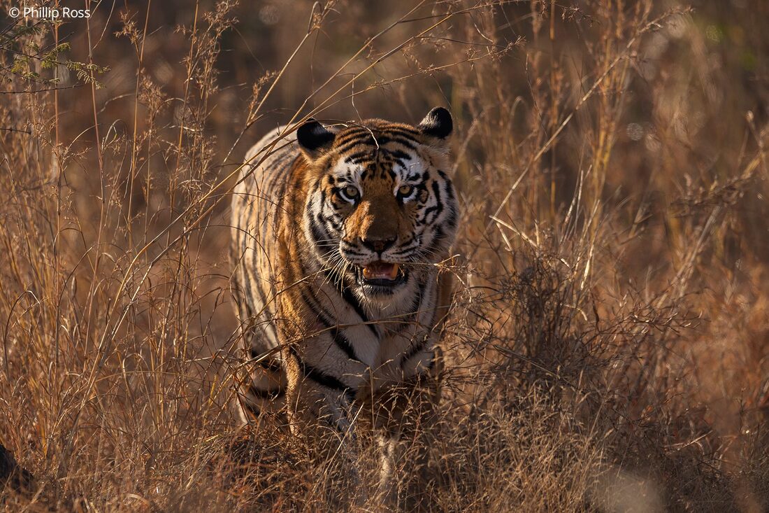Wildlife in Panna Tiger Reserve