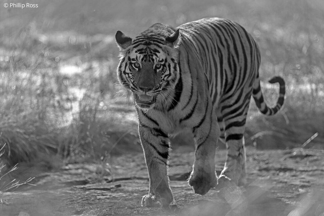 A tiger (Panthera tigris) in Panna Tiger Reserve