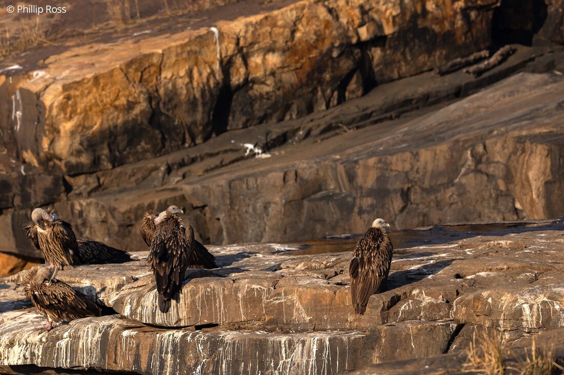 A vulture in Panna Tiger Reserve