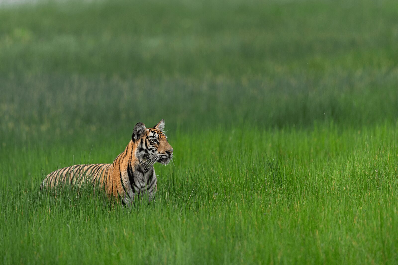 A tiger (Panthera tigris) in Tadoba Andhari Tiger Reserve