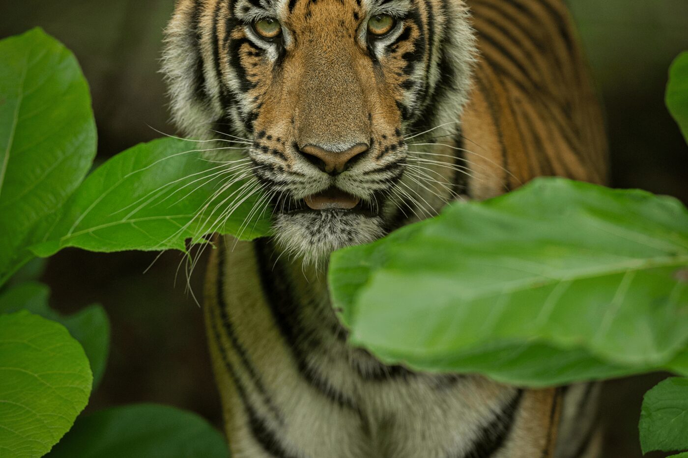 A tiger (Panthera tigris) in Tadoba Andhari Tiger Reserve