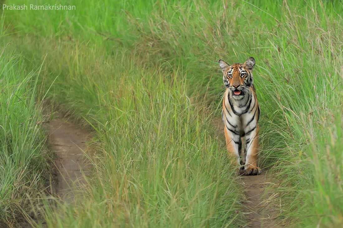 A tiger (Panthera tigris) in Tadoba