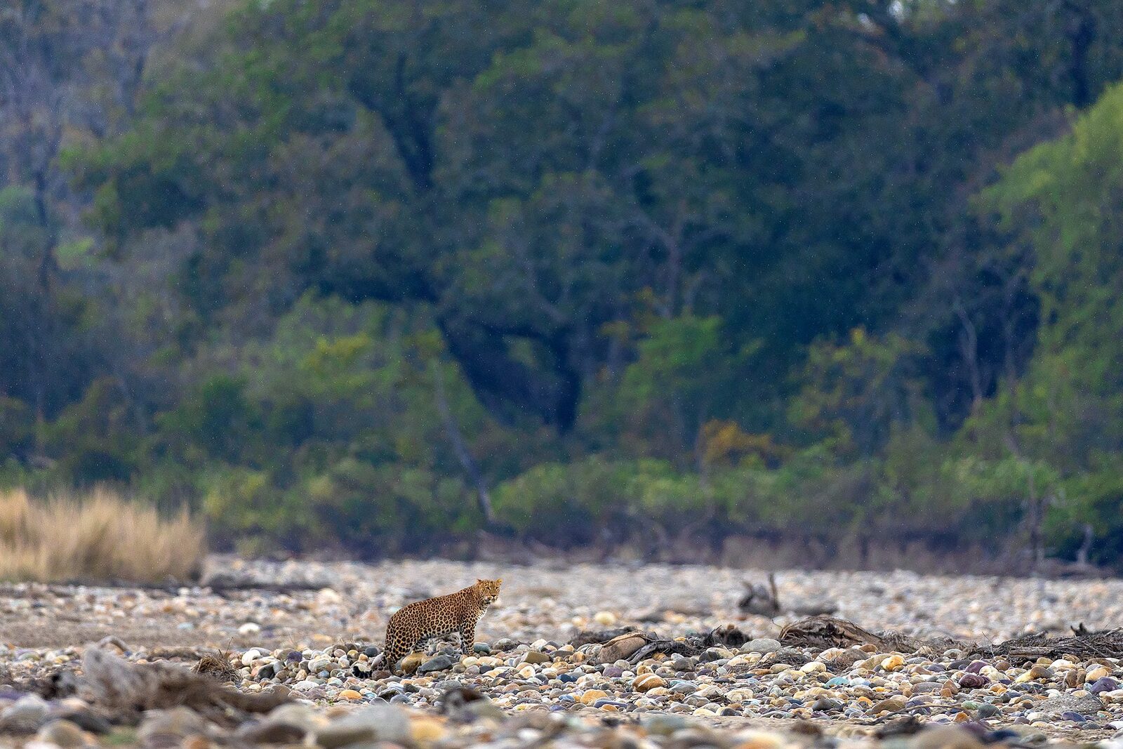 A leopard (Panthera pardus) moving across a riverbed in Rajaji Tiger Reserve