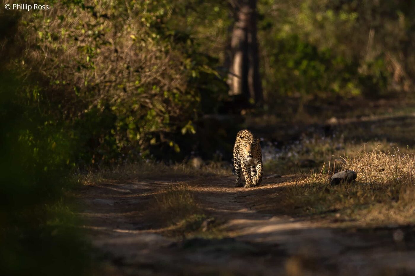 A leopard (Panthera pardus) in Rajaji Tiger Reserve