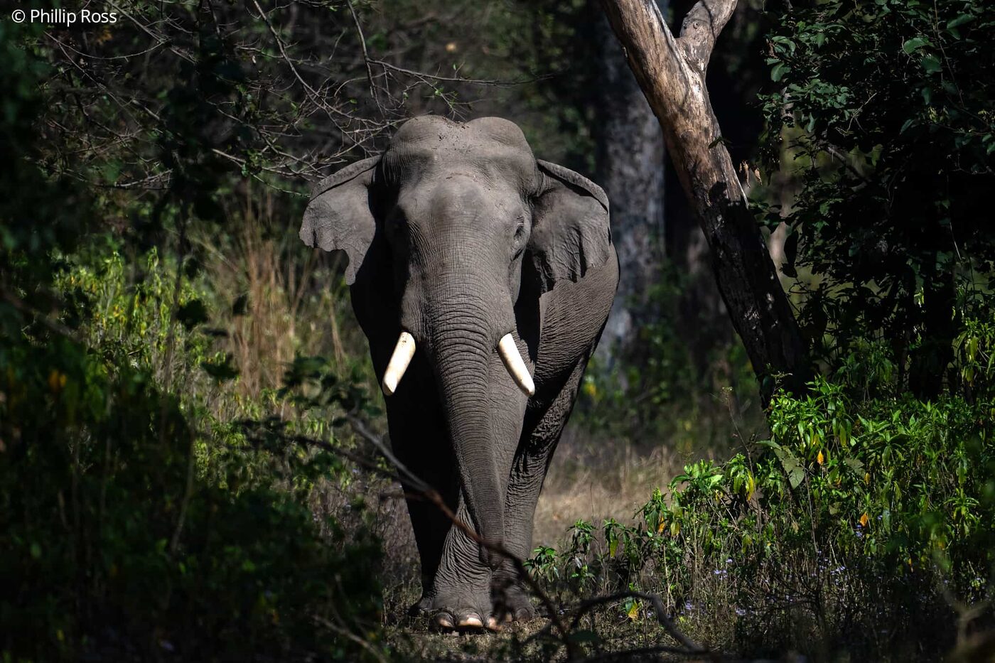 An elephant (Elephas maximus) in Rajaji Tiger Reserve