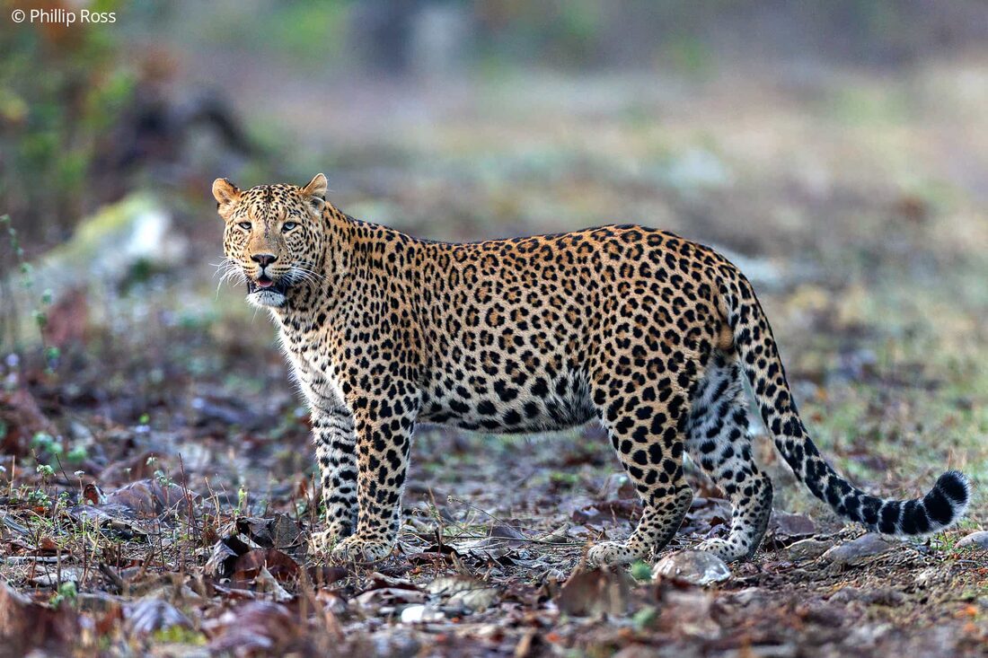 A leopard (Panthera pardus) in Rajaji Tiger Reserve