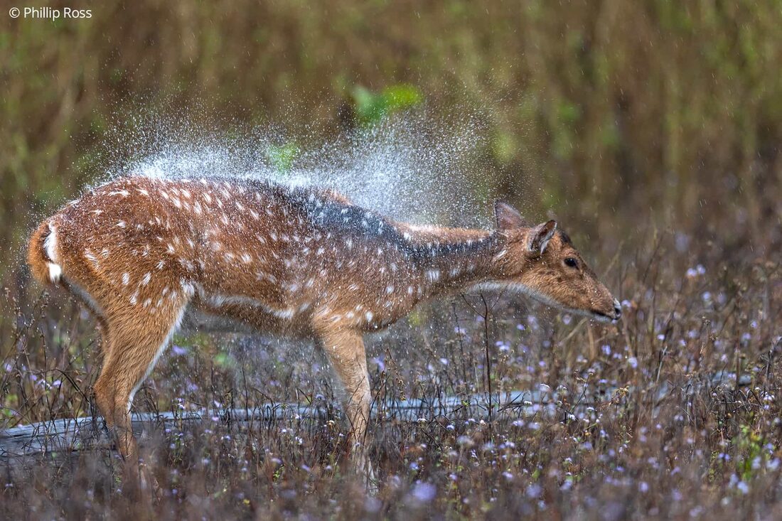 A deer in Rajaji Tiger Reserve