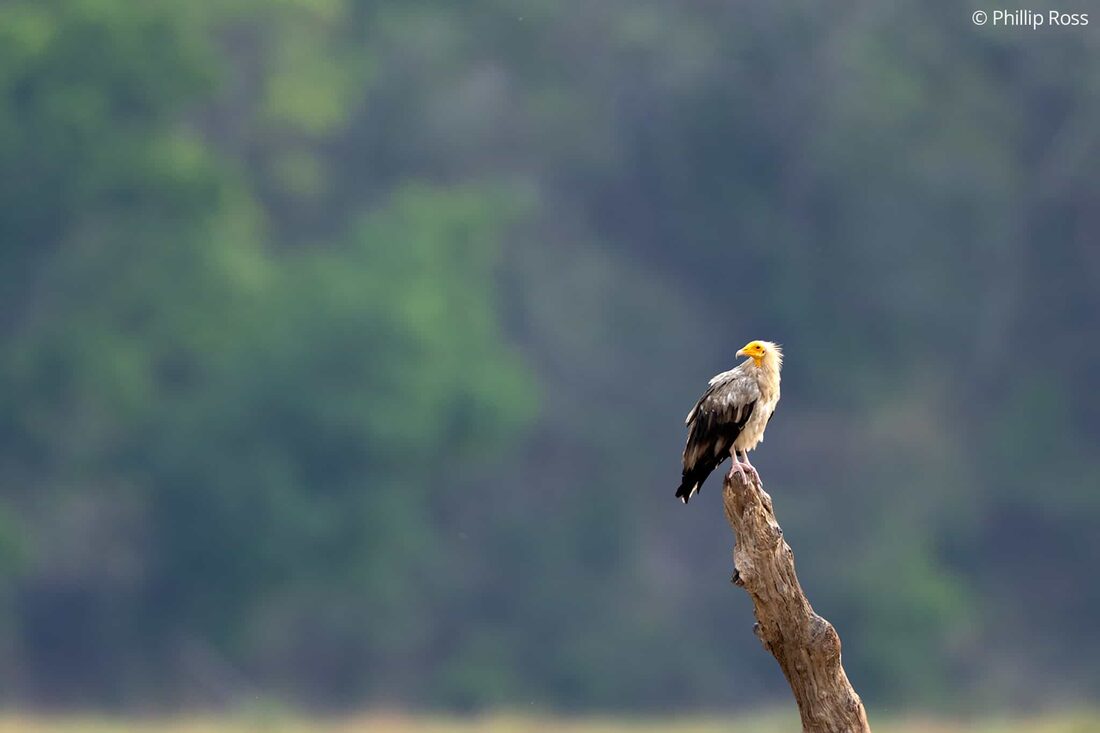 An Egyptian vulture (Neophron percnopterus) watching over its surroundings