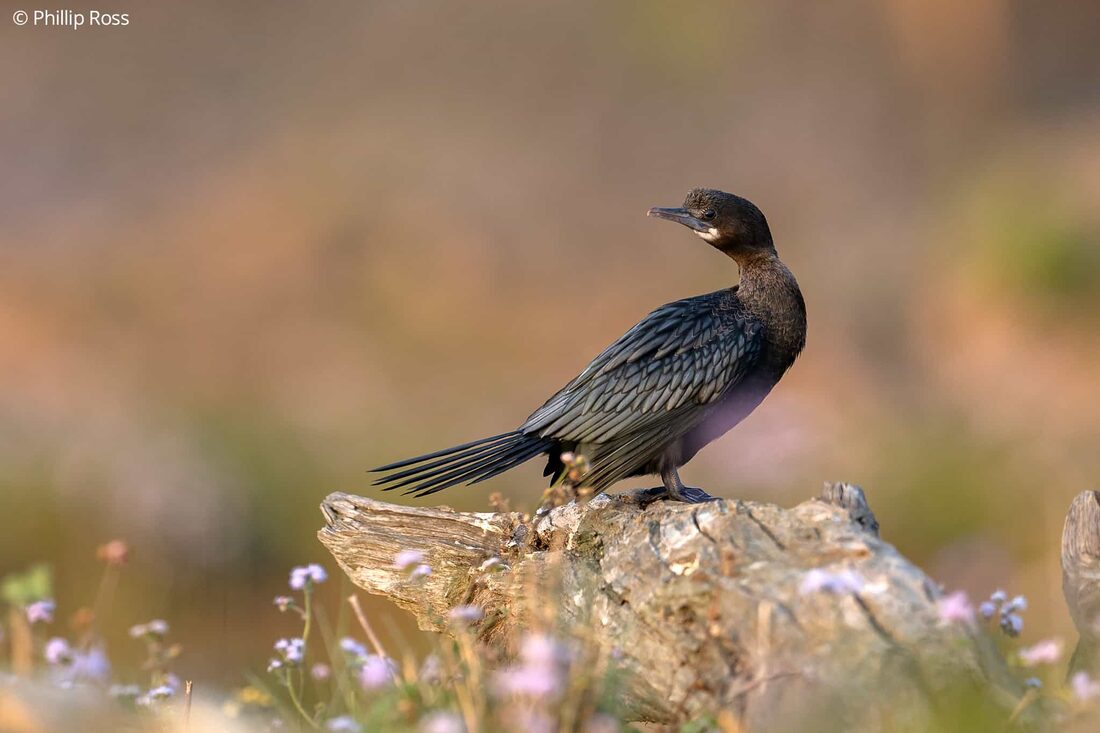 A cormorant on the Ganga at Rajaji