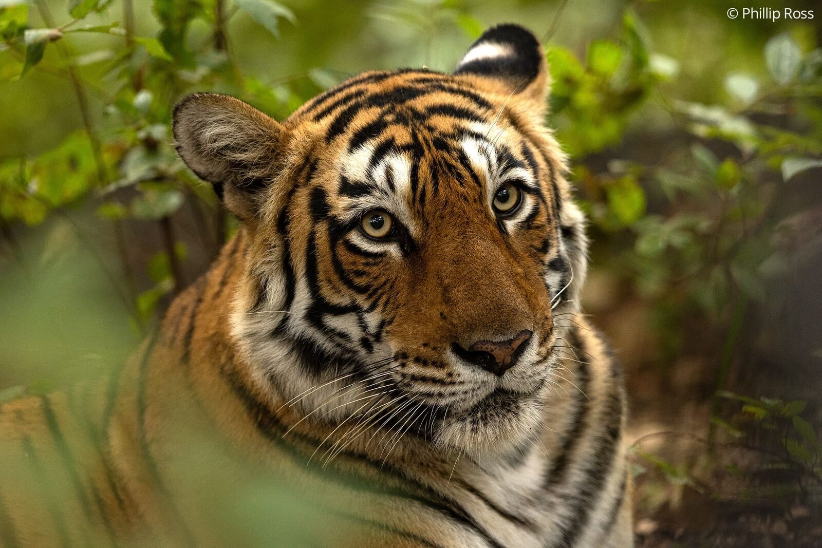 A tiger (Panthera tigris) in Ranthambhore National Park
