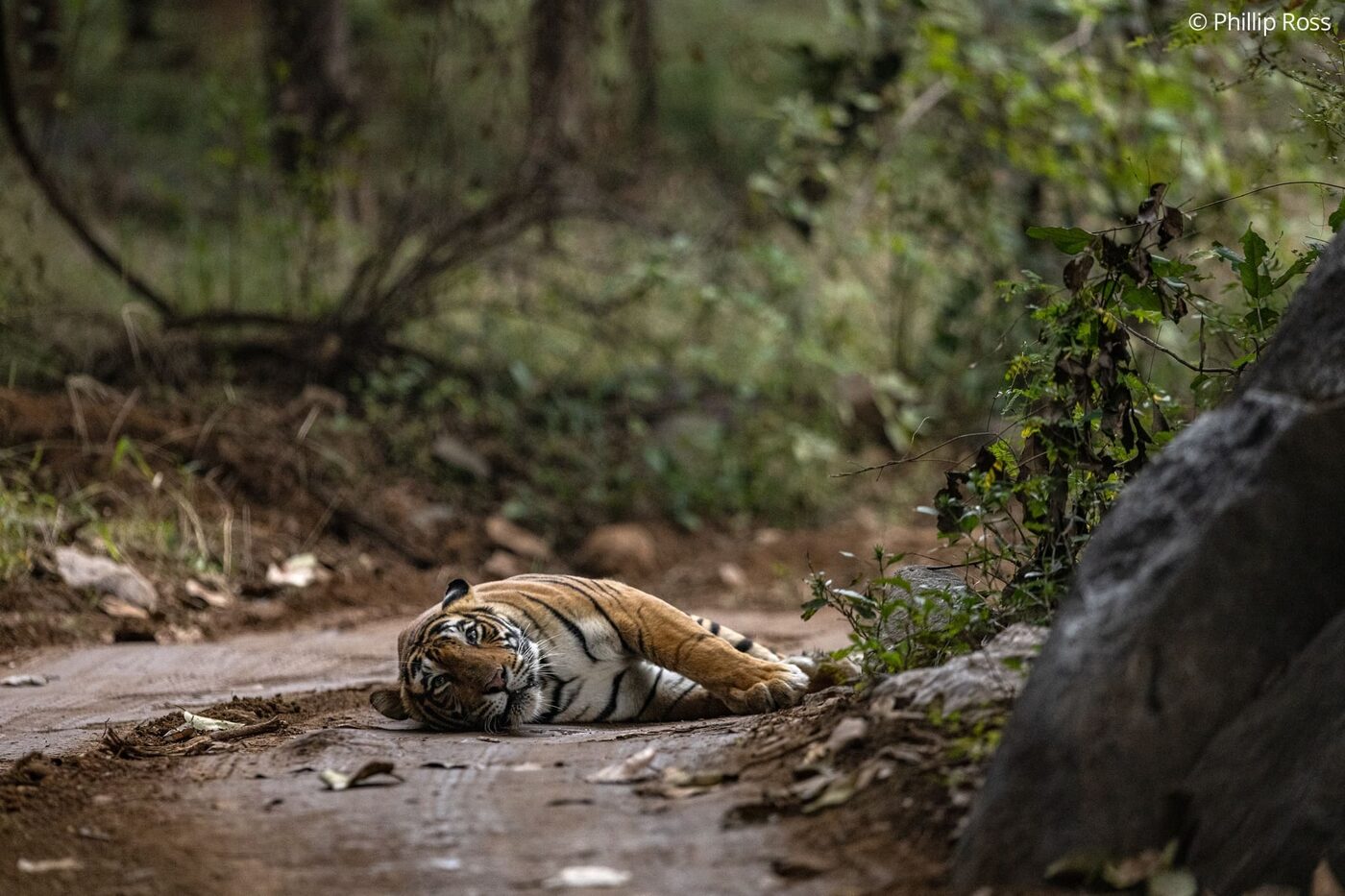A tiger (Panthera tigris) resting across the safari trail