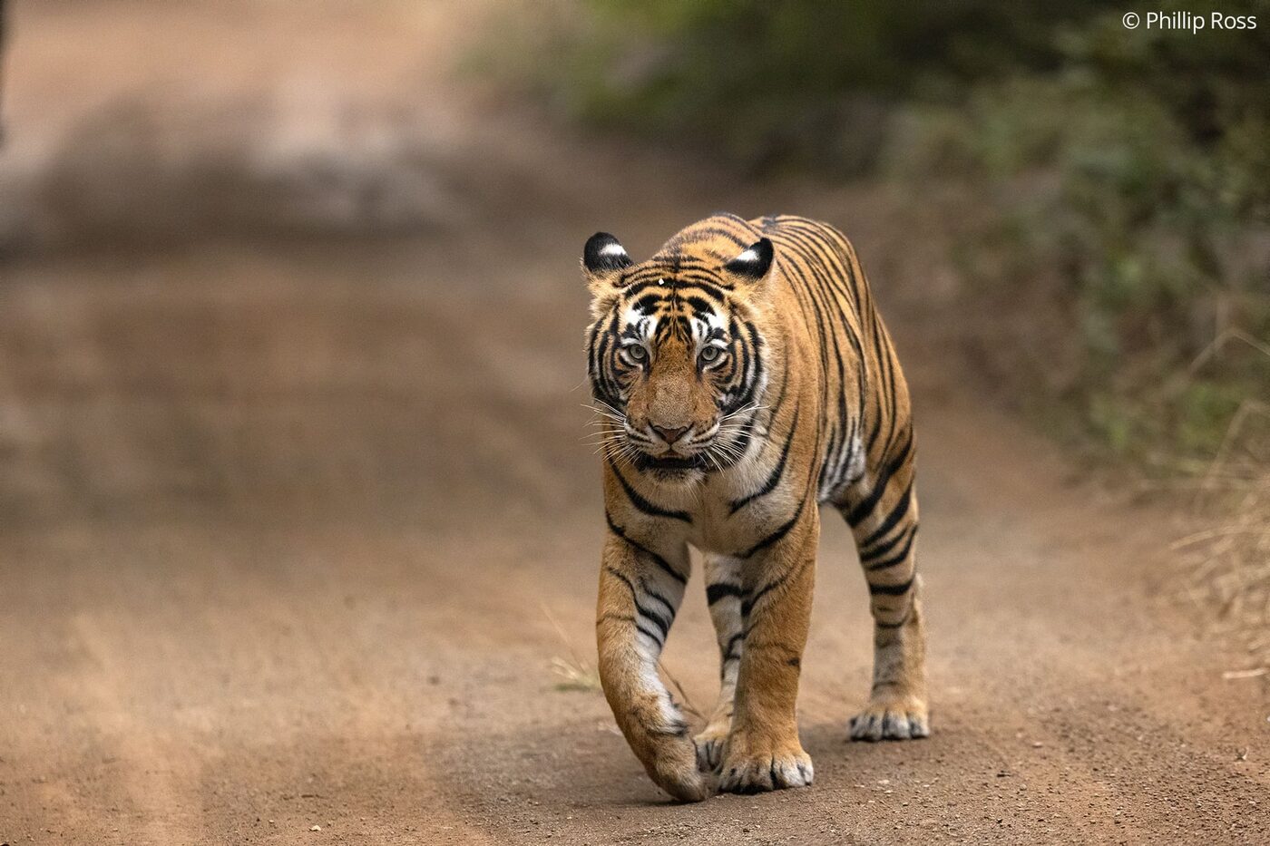 Wildlife in Ranthambhore National Park