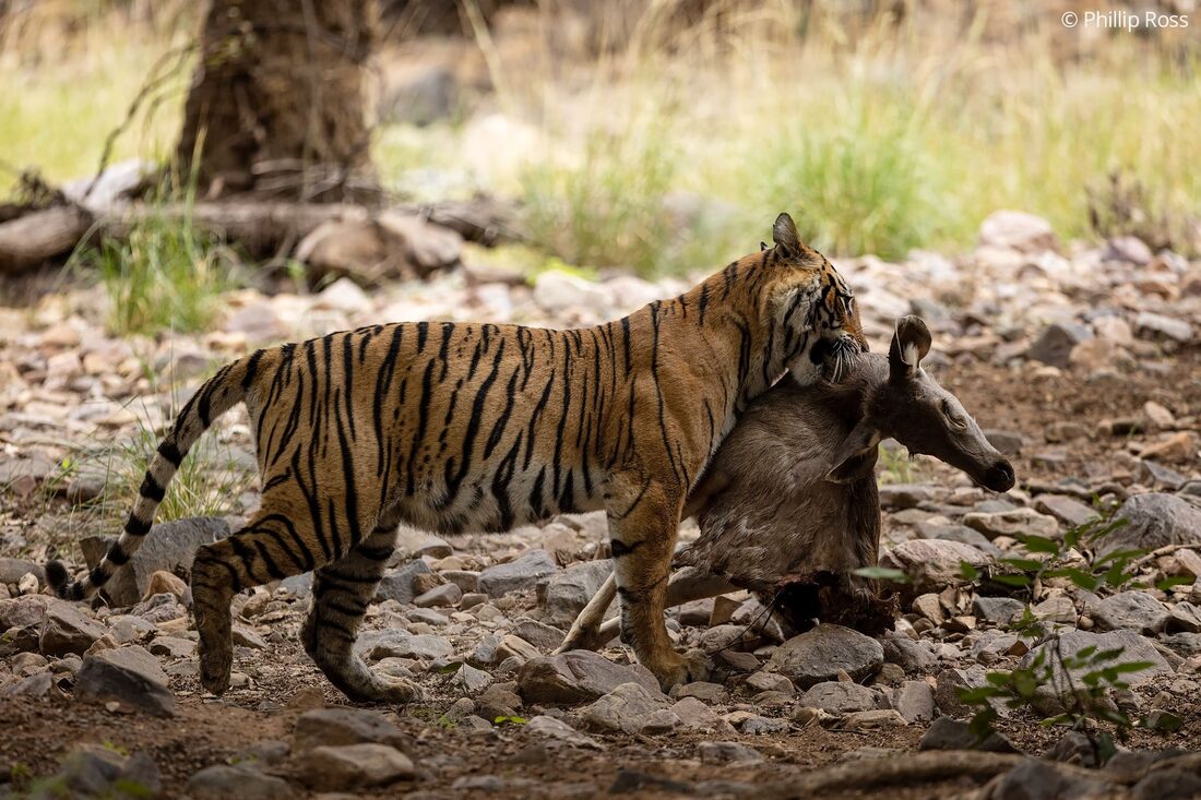 A tiger (Panthera tigris) with a sambar (Rusa unicolor) kill
