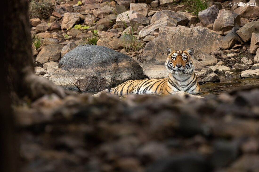 Wildlife on the Ranthambhore tour