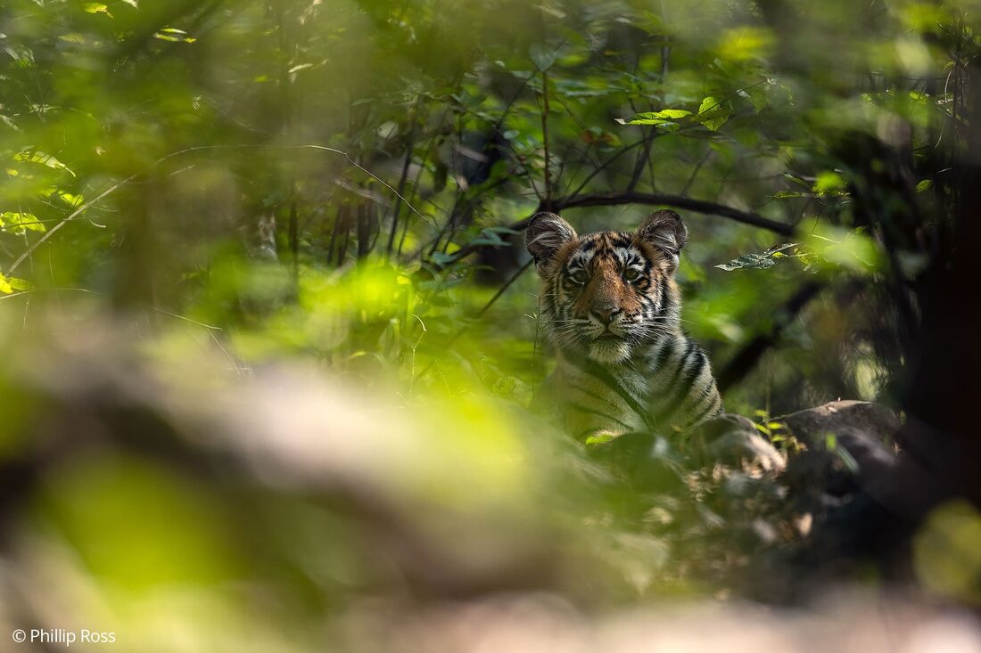 A tiger cub (Panthera tigris) peering through the bushes