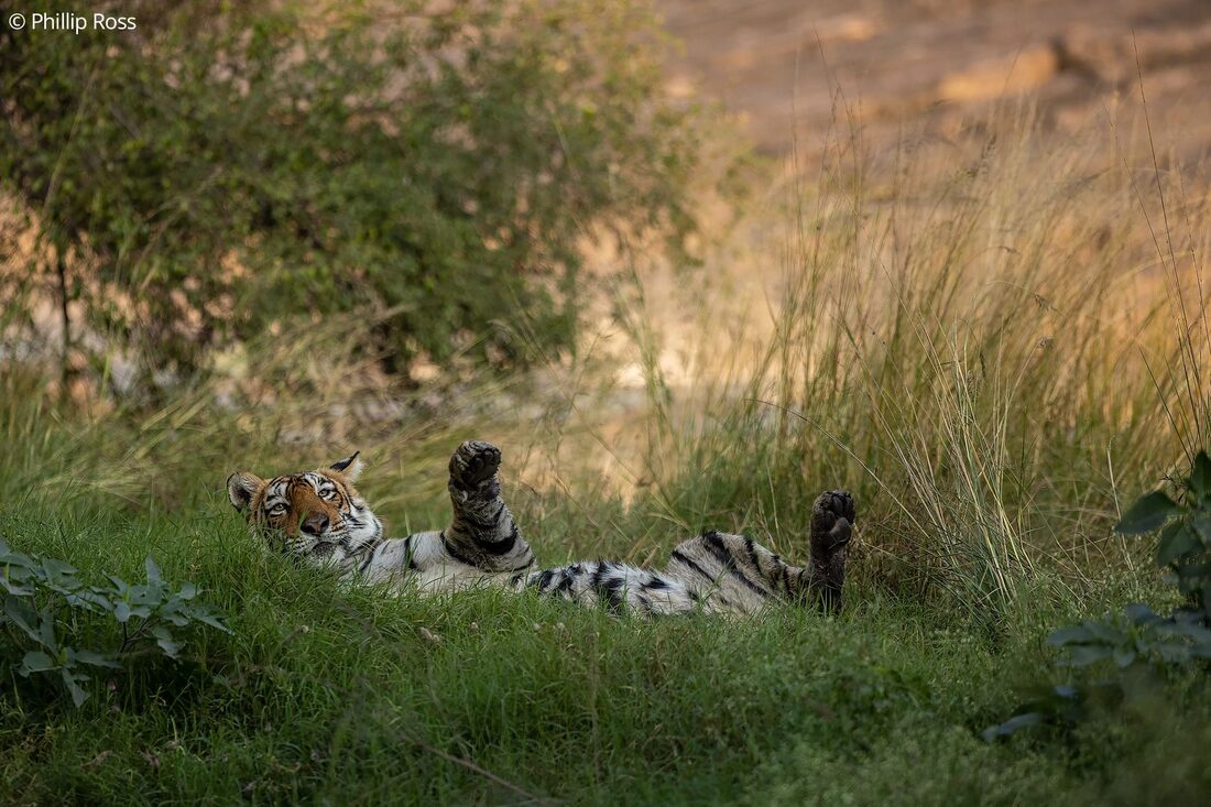 A tiger (Panthera tigris) resting in the grass