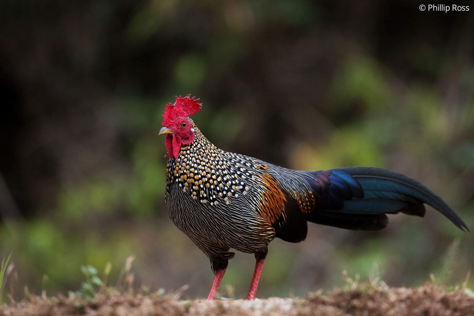 A grey junglefowl (Gallus sonneratii) in Thattekad Bird Sanctuary