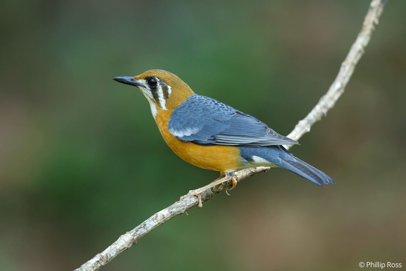 An orange-headed thrush (Geokichla citrina) in Thattekad