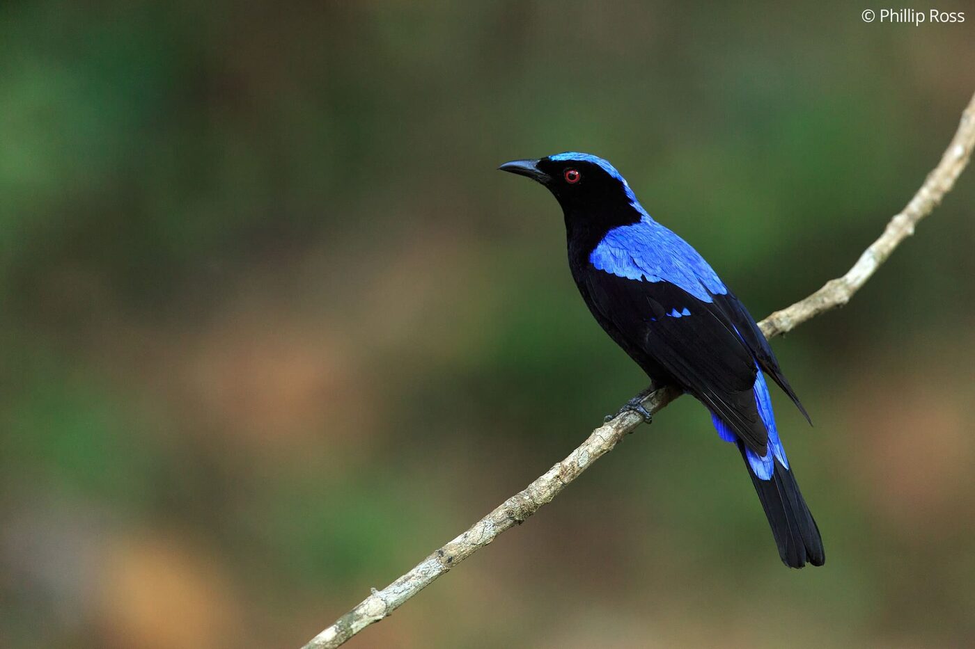 An Asian fairy bluebird (Irena puella) in Thattekad