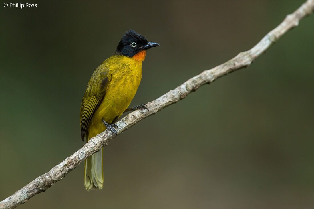 A flame-throated bulbul (Rubigula gularis) in Thattekad