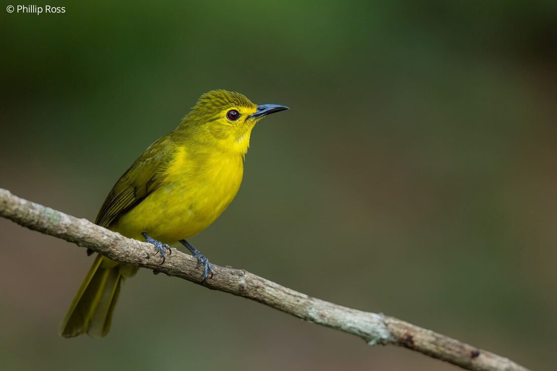 A yellow-browed bulbul (Acritillas indica) in Thattekad