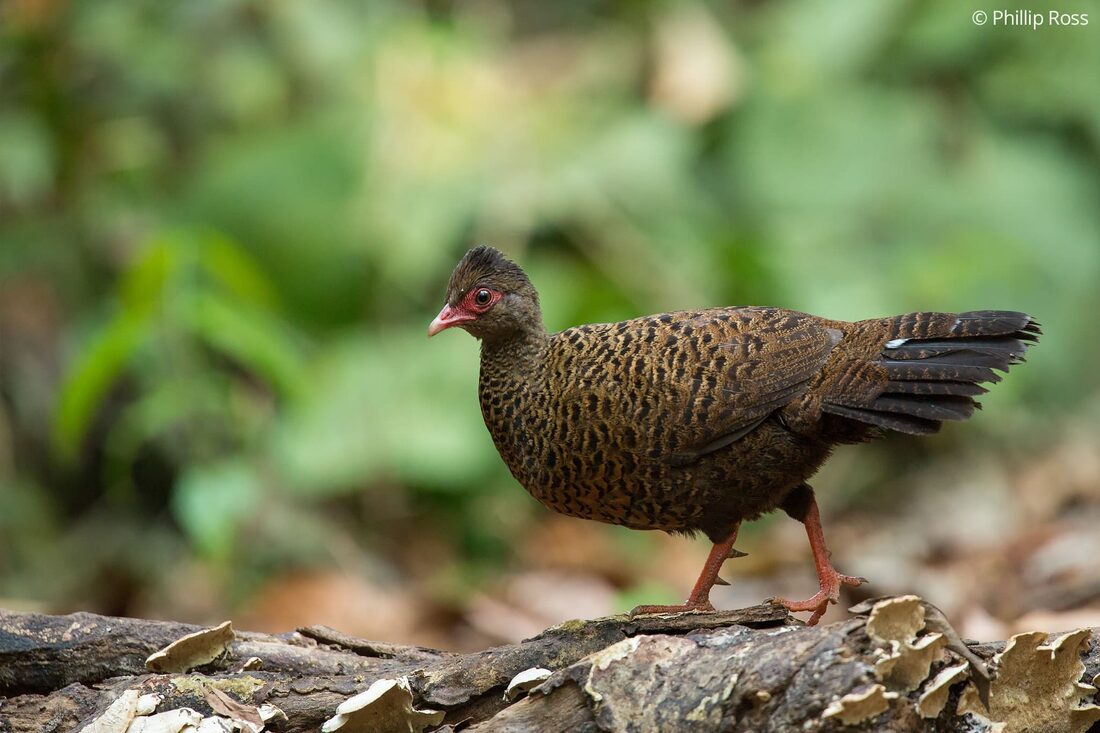 A red spurfowl (Galloperdix spadicea) in Thattekad