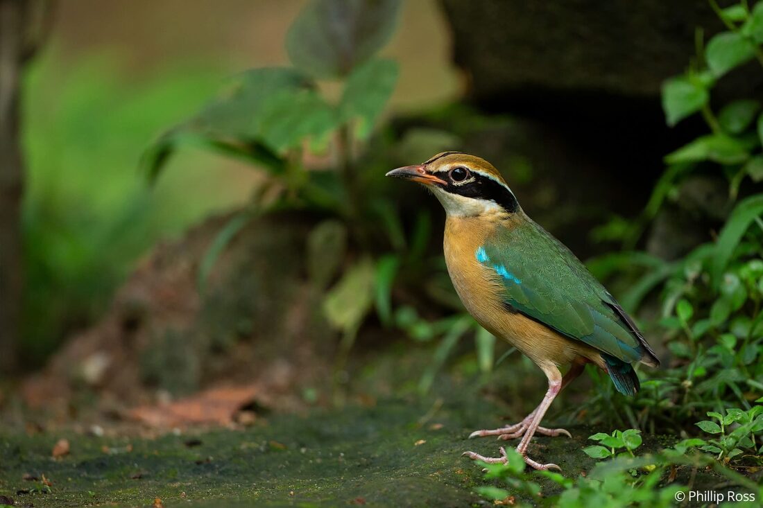 An Indian pitta (Pitta brachyura) in Thattekad