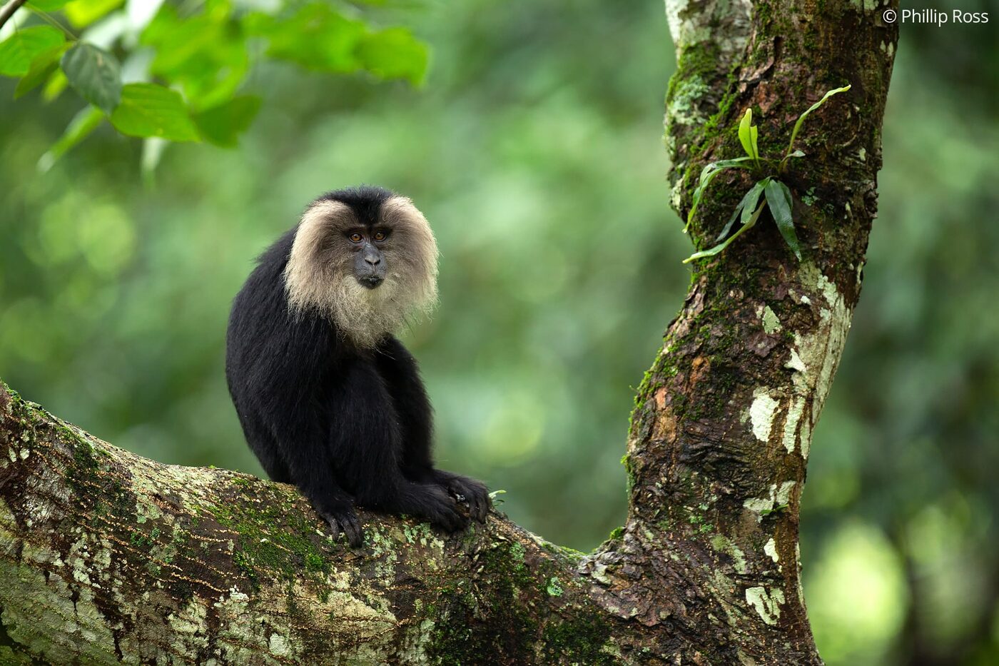 A lion-tailed macaque (Macaca silenus) resting on its favourite perch