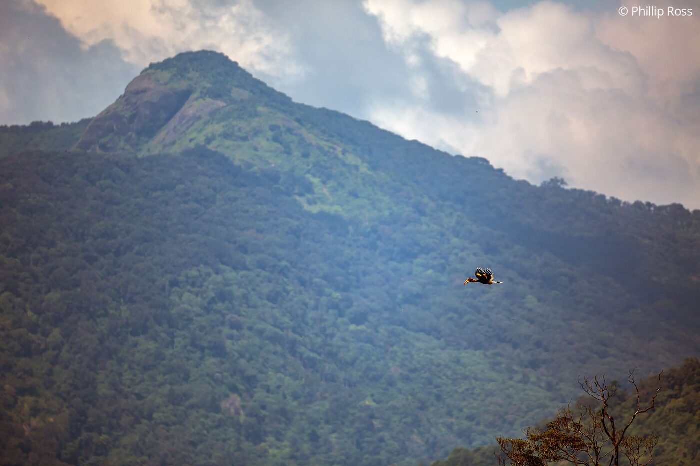 A great hornbill (Buceros bicornis) in flight